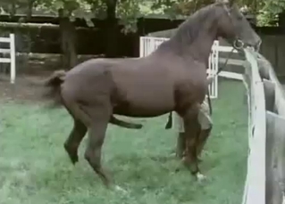 Awesome horses are screwing in doggy style