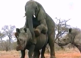 African elephant fucks a very big rhino