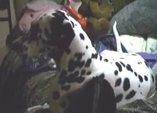 Dalmatian is licking my hard sausage