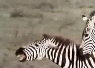 Nice zebras have good sex in desert