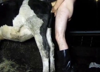 Skinny farmer drills his cow from behind