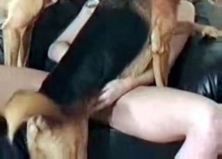 Trimmed pussy fucked by a sexy dog