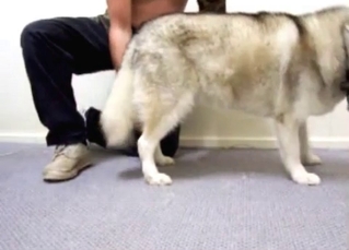 Watch a husky fucking with a pervert