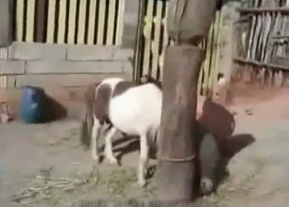Young pervert is enjoying a fuck with a pony