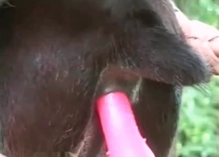 Black hound can't stop having an anal fuck