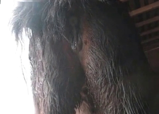 Passionate stallion is getting fucked from behind