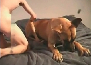 Wild animal sex with a dog