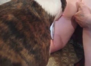 Lustful chick is letting a dog fuck her