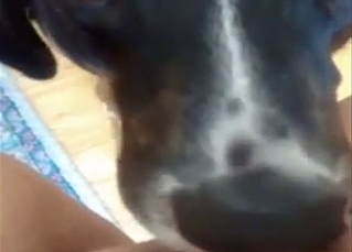 My dog licks a pussy in POV angle