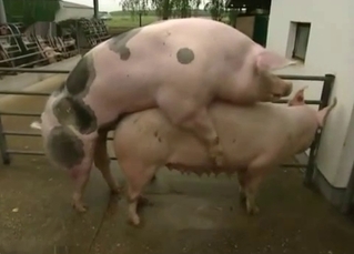 Two huge pink pigs fuck in doggy style