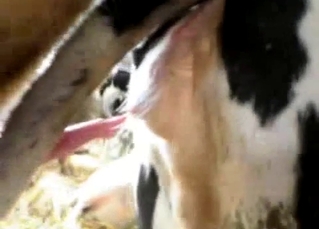All sorts of amazing bestiality at this farm in this close up vid