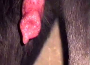 Cute brown doggy is licking his penis with love