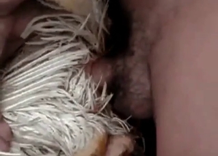 Pin dick in a bestiality sex scene