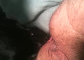 Tight pussy licked by a black dog