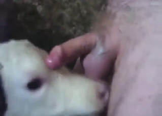 Calf crushing with hard dicks in a compilation