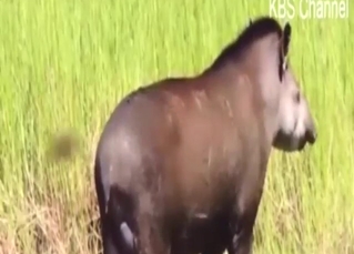 Mating tapirs look super-hot along the way