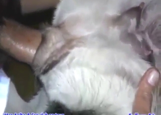 Kinky guy wants to fuck a dog with his dick