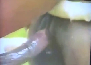 Horses with other horses, everyone fucks hard