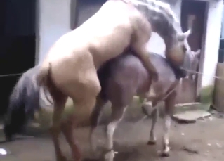 White stallion invades a brown mare's cunt