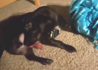 Black hound shows its pretty penis on the floor