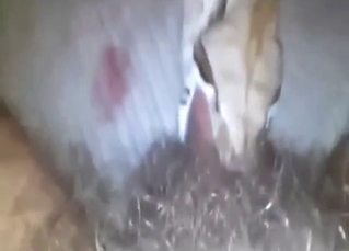 Snake is going to suck this dude's hairy cock