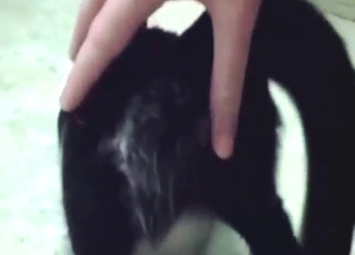 Hot animal is going to get fucked by a dude