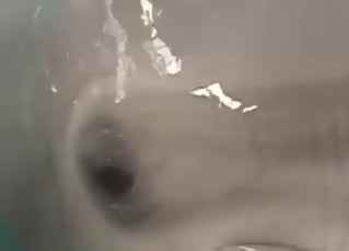 Guy is happy to finger-pop a slutty dolphin