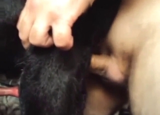 Dude inserting his penis to make the dog scream