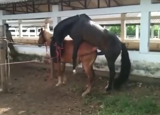 Black horse fucks a brown mare form behind