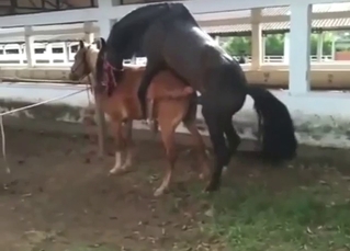 Black horse fucks a brown mare form behind
