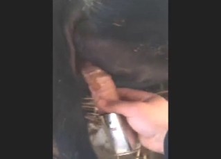 Dildo play with a fun-loving cow who gets it good