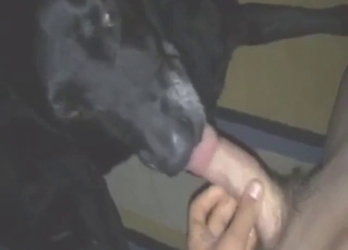 Black dog licking up and down the zoophile cock