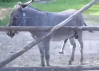 Slovakian zoophile records a sexy donkey teasing