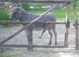 Slovakian zoophile records a sexy donkey teasing
