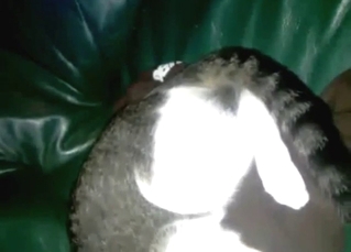 Cat plays with cum & it looks great along the way