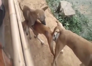 Brown mutts fucking in a threesome, it's mad