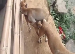 Brown mutts fucking in a threesome, it's mad