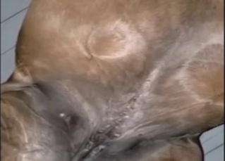 Dude is going to put his penis in a sexy mare