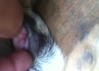 Horny pussy play with a small animal that needs it