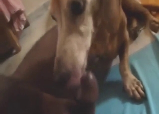 Guy is happy to get this dog all over his penis