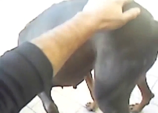 Whorish black dog is ASKING FOR IT pretty much