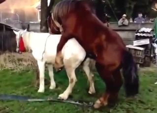 Stallion puts its huge cock in a mare's wet vag