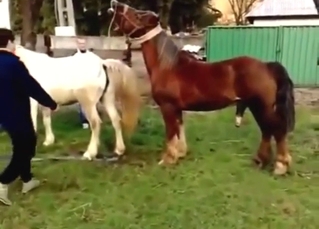 Stallion puts its huge cock in a mare's wet vag