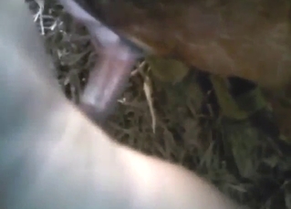 Guy is going to fuck a goat because it's so fun