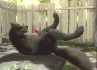 Dog enjoying anal play with plenty of deep orgasms