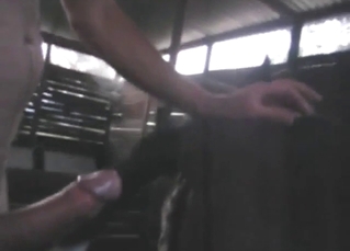 Big vag mare is getting ripped apart by his dick