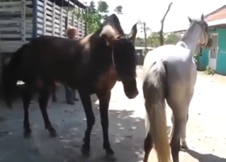 Horse fuck movie with a brown stallion gaping