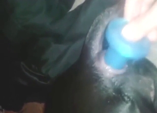 Butt-plug play with a rather sexy animal