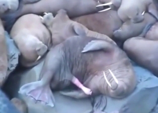 Big dick walrus gets incredibly hard in its sleep