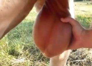 Bull showing off its impressive balls outside